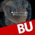 Boston University Henry M. Goldman School of Dental Medicine logo