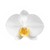 The OrchiDaily logo