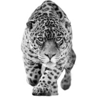 JAGUAR INVESTMENTS LIMITED logo