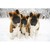 Hundefoder Aps logo