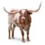 University of Texas logo