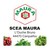 MAURA logo