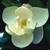 Logo d'Atlanta Botanical Garden