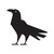 Corvus Coffee Roasters logo